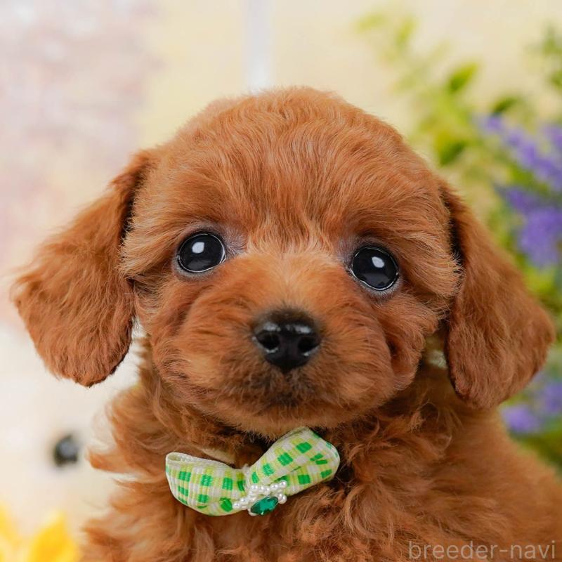 販売中の神奈川県のトイプードル-437737