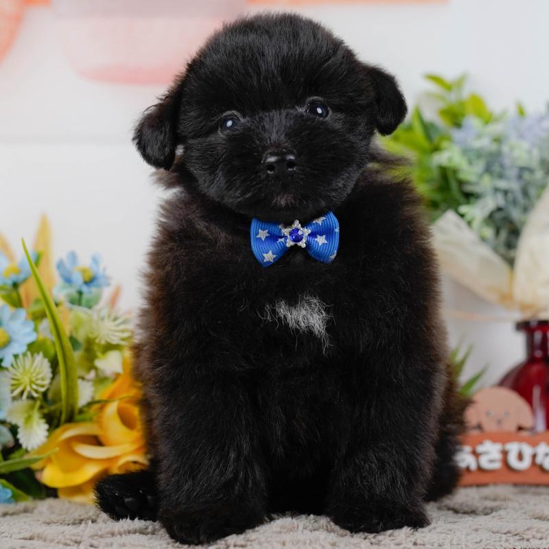 販売中の神奈川県のポメプー:ポメラニアン×トイプードル-437739