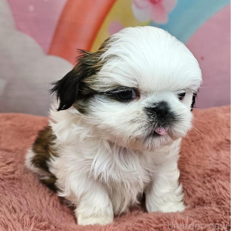 販売中の愛知県のシーズー-428584の9枚目