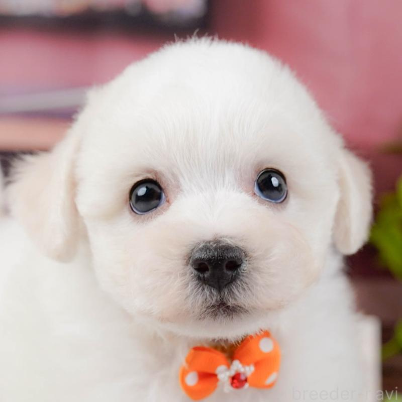 販売中の神奈川県のビションフリーゼ-437742