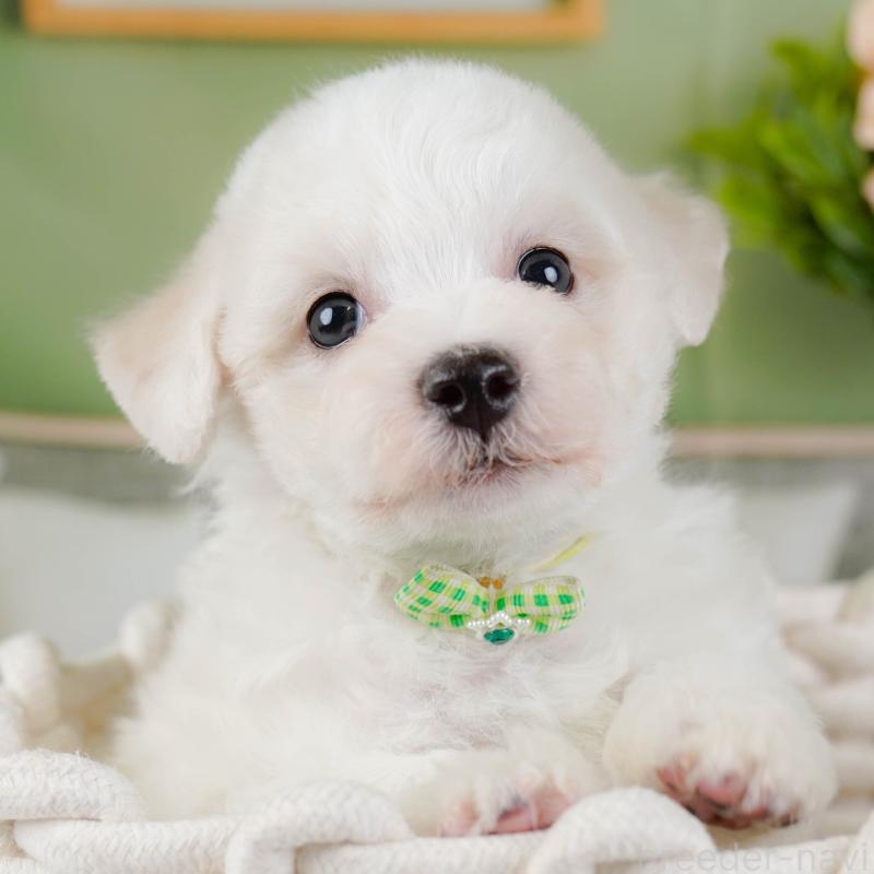 販売中の神奈川県のビションフリーゼ-437743の1枚目