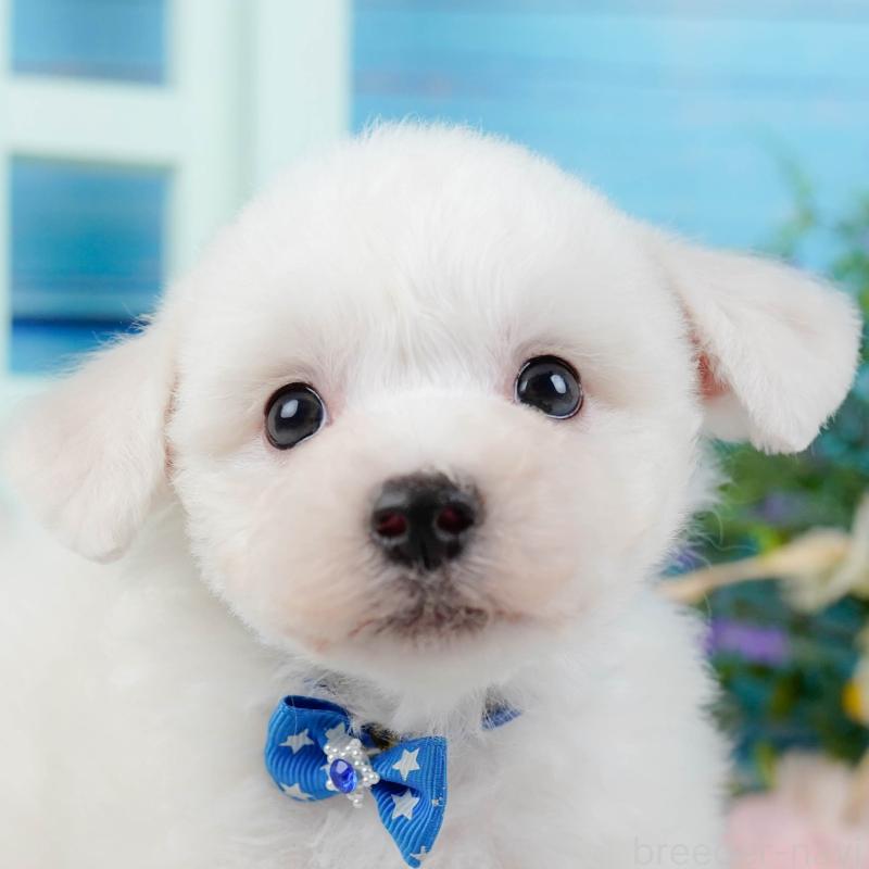 販売中の神奈川県のビションフリーゼ-437744