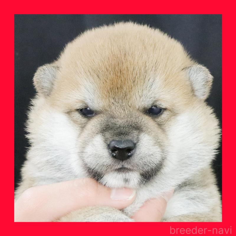 販売中の愛知県の柴犬-436220