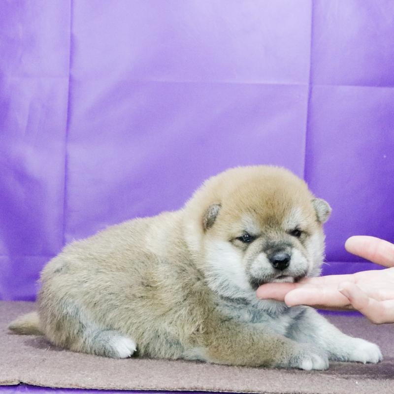 成約済の愛知県の柴犬-436220の3枚目