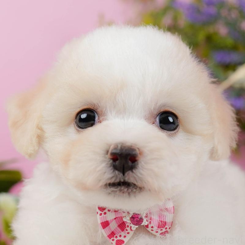 販売中の神奈川県のビションフリーゼ-437745