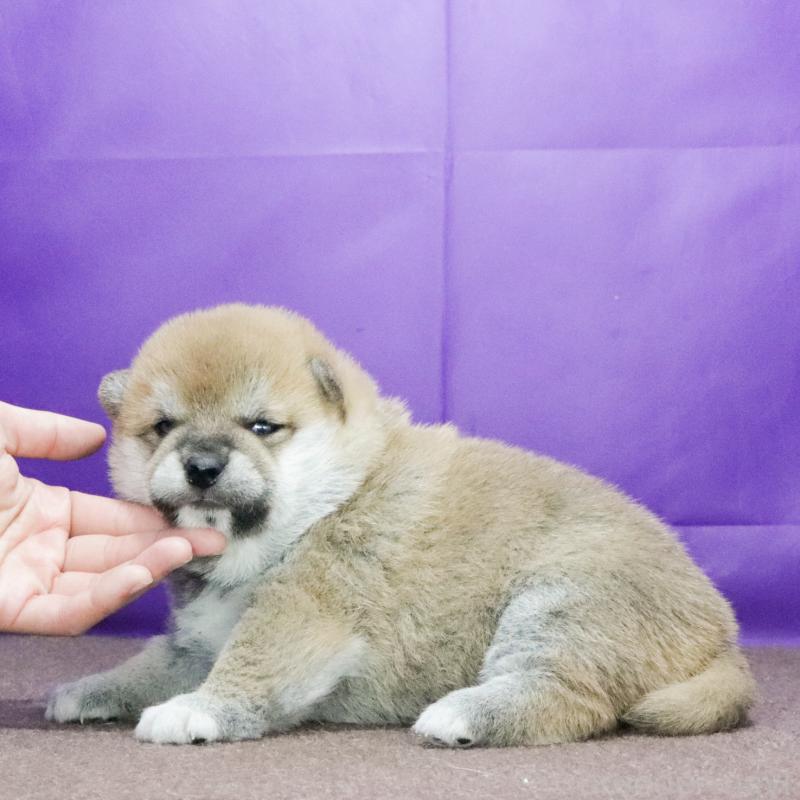 成約済の愛知県の柴犬-436220の2枚目