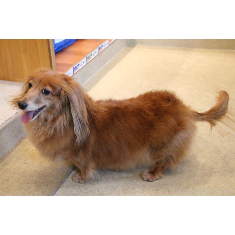 販売中の愛知県のカニンヘンダックスフンド(ロングヘアード)-439167の8枚目