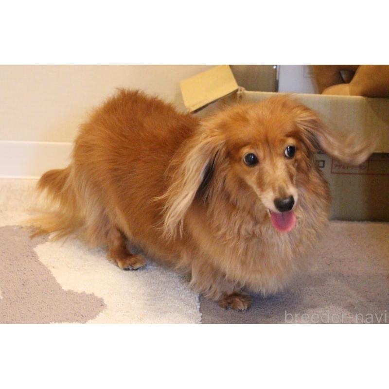 販売中の愛知県のカニンヘンダックスフンド(ロングヘアード)-439167の6枚目