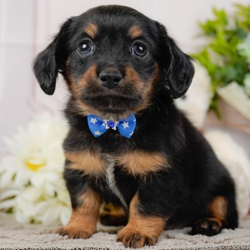 販売中の神奈川県のチワックス:チワワ×ミニチュアダックスフンド-437747の1枚目