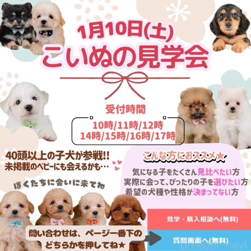 販売中の神奈川県のチワックス:チワワ×ミニチュアダックスフンド-437747の4枚目