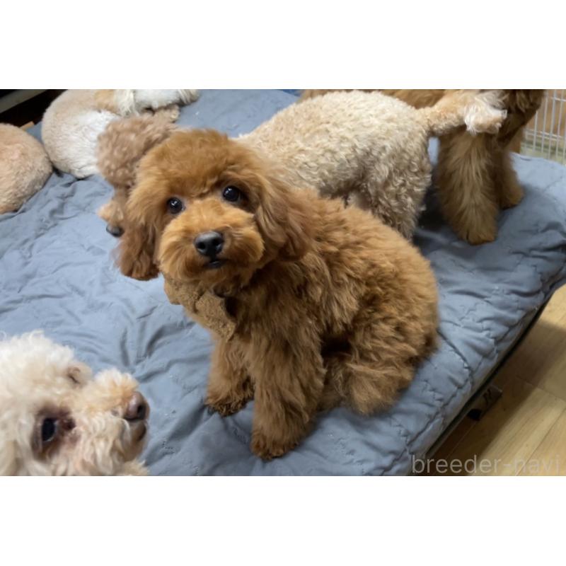 成約済の京都府のトイプードル-417538の4枚目