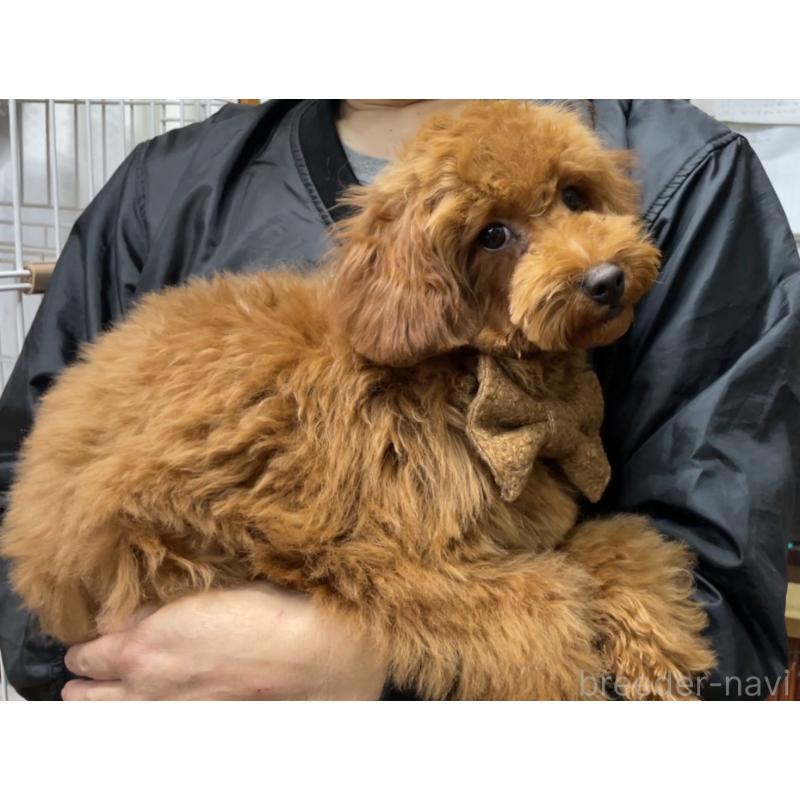 成約済の京都府のトイプードル-417538の3枚目