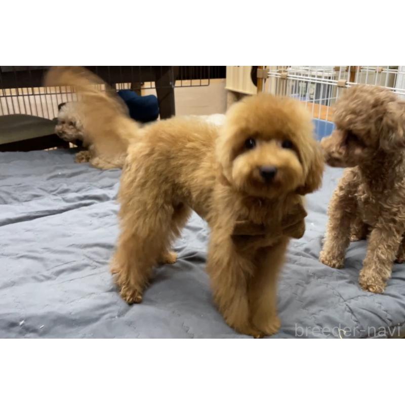 販売中の京都府のトイプードル-417539の4枚目