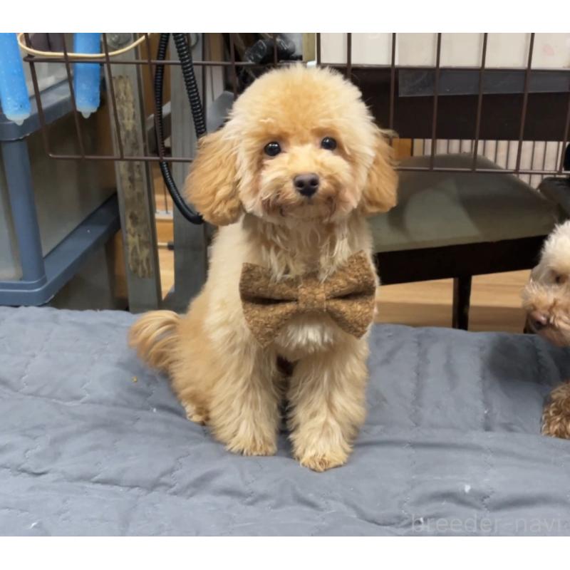 販売中の京都府のトイプードル-417540の4枚目