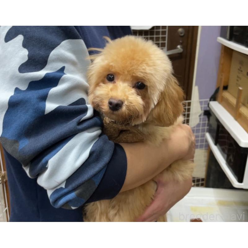 販売中の京都府のトイプードル-417540の3枚目