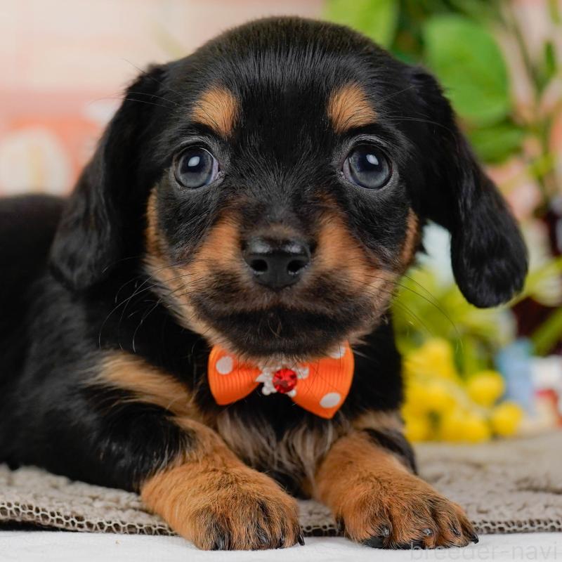 販売中の神奈川県のチワックス:チワワ×ミニチュアダックスフンド-437751