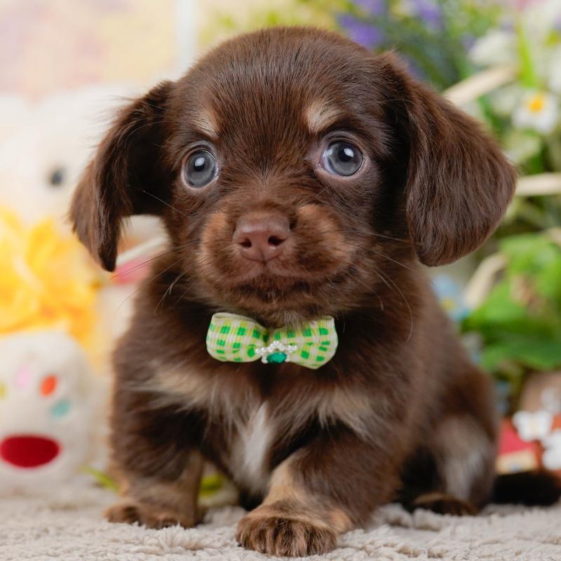 販売中の神奈川県のチワックス:チワワ×ミニチュアダックスフンド-437752