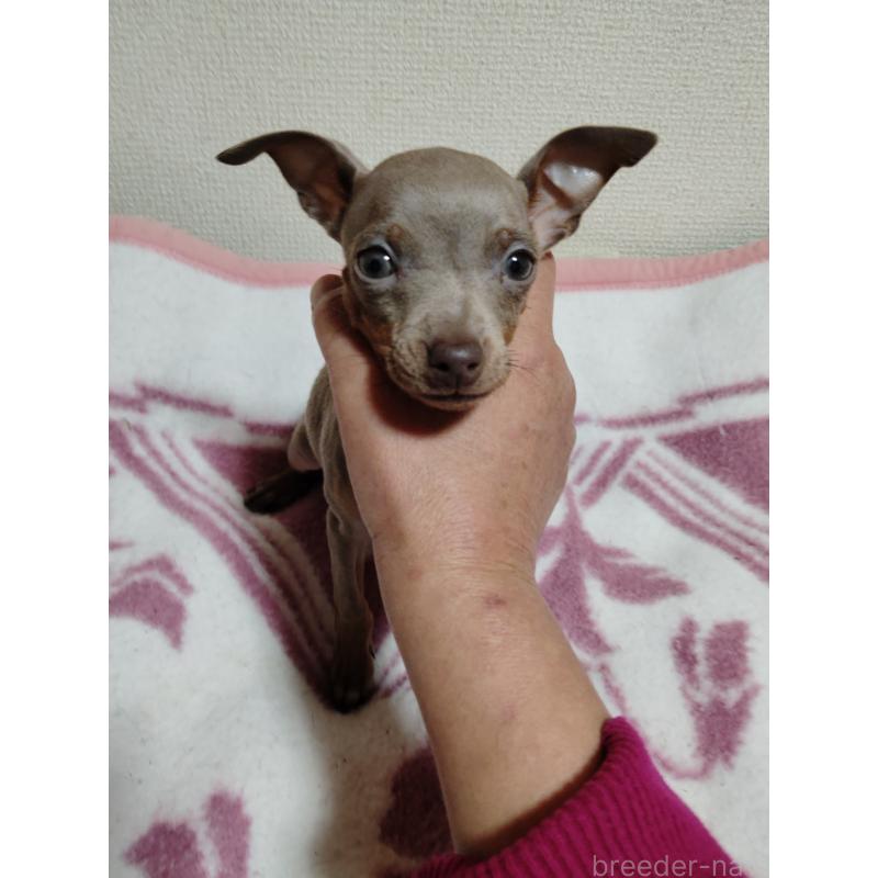 販売中の大阪府のミニチュアピンシャー(ミニピン)-428769の9枚目