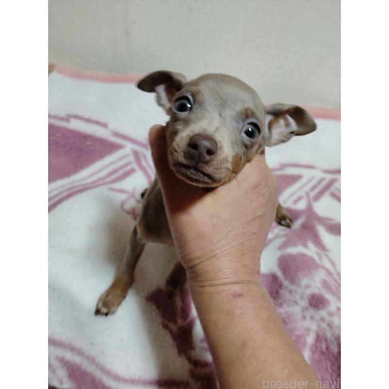 販売中の大阪府のミニチュアピンシャー(ミニピン)-428769の6枚目