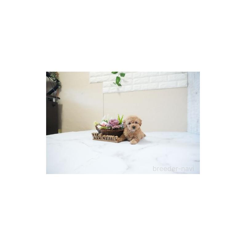 販売中の滋賀県のタイニープードル-437754の4枚目