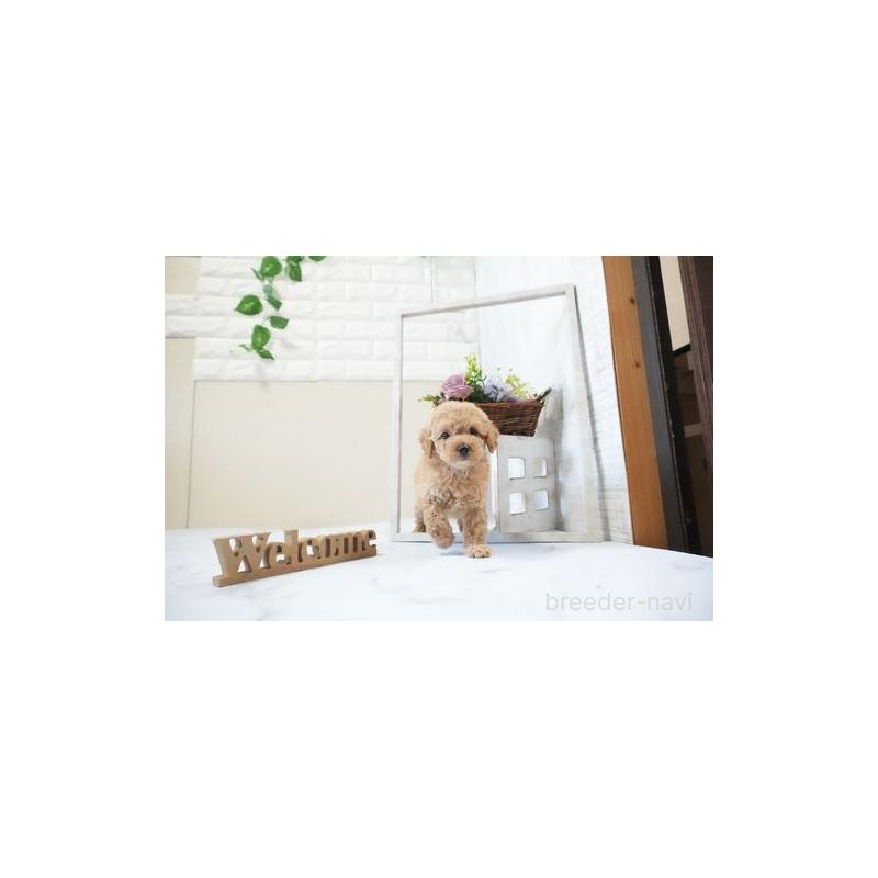 販売中の滋賀県のタイニープードル-437754の3枚目