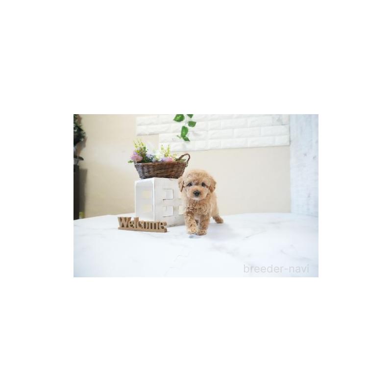 販売中の滋賀県のタイニープードル-437754の2枚目