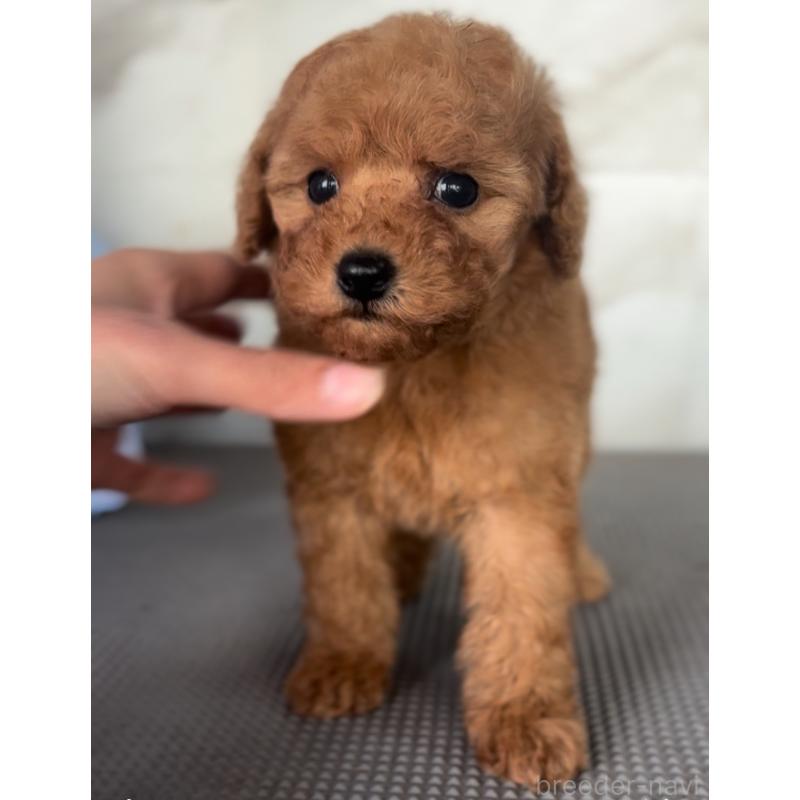 販売中の兵庫県のトイプードル-437749の2枚目