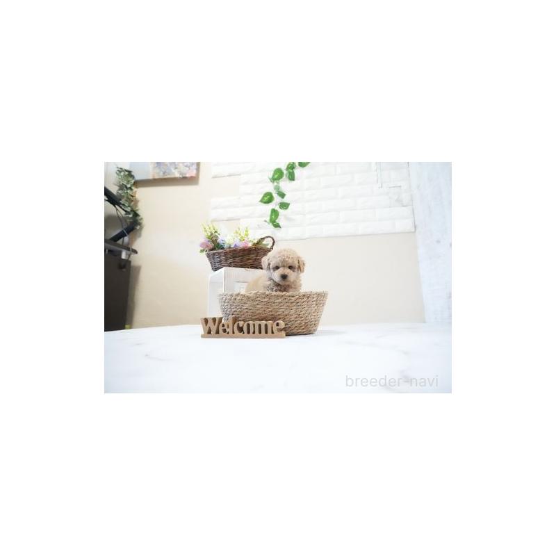 販売中の滋賀県のティーカッププードル-437755の4枚目