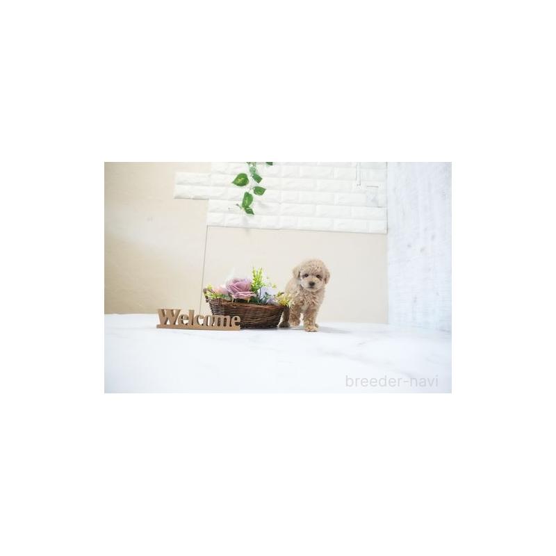 販売中の滋賀県のティーカッププードル-437755の2枚目