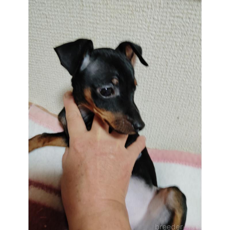 販売中の大阪府のミニチュアピンシャー(ミニピン)-428783の9枚目