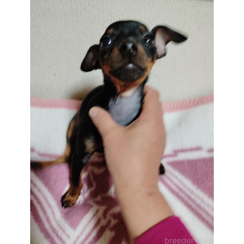 販売中の大阪府のミニチュアピンシャー(ミニピン)-428783の7枚目