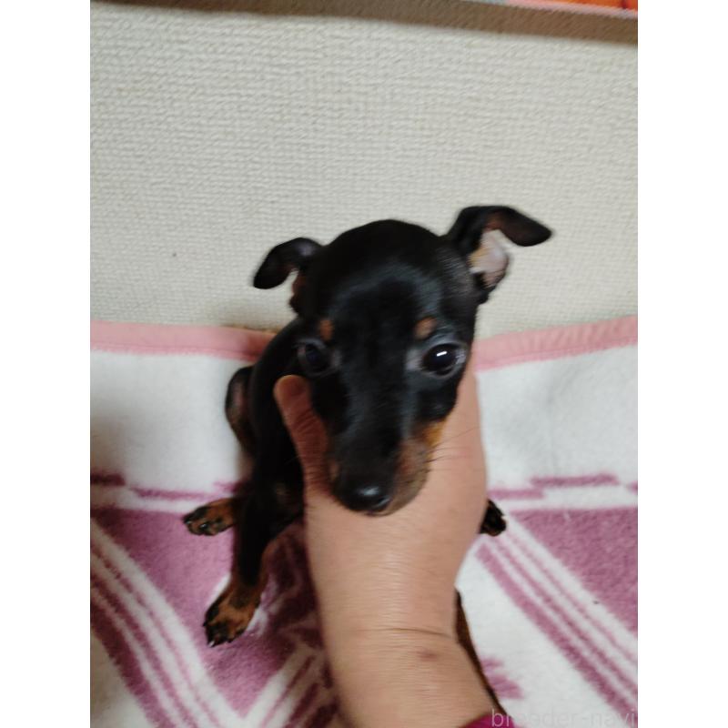 販売中の大阪府のミニチュアピンシャー(ミニピン)-428783の6枚目