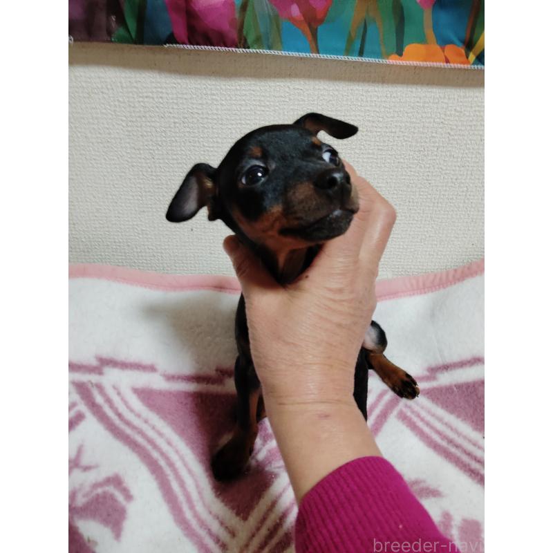 販売中の大阪府のミニチュアピンシャー(ミニピン)-428783の4枚目