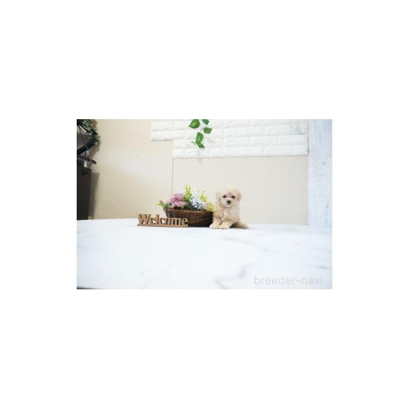 販売中の滋賀県のタイニープードル-437757の5枚目