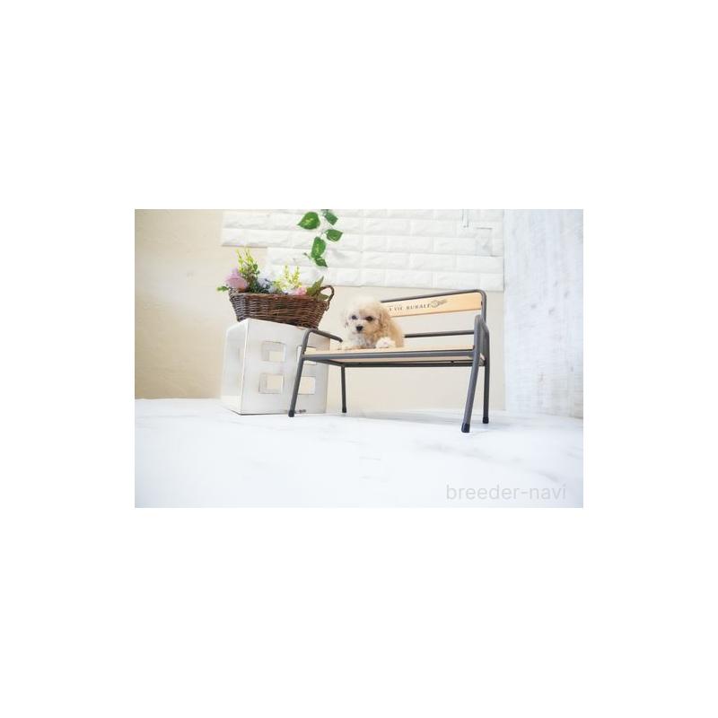 販売中の滋賀県のタイニープードル-437757の2枚目