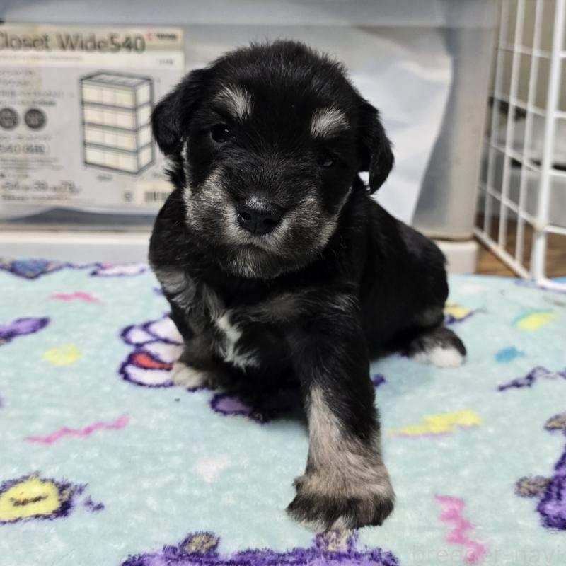 販売中の岡山県のミニチュアシュナウザー-436741