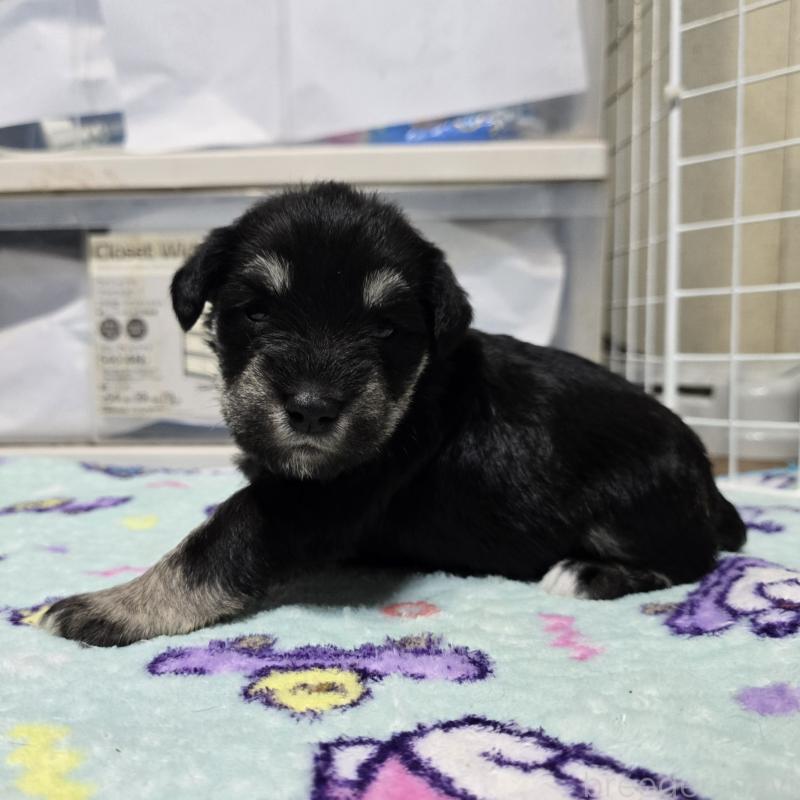 商談中の岡山県のミニチュアシュナウザー-436741の13枚目