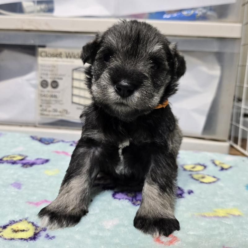 販売中の岡山県のミニチュアシュナウザー-436742