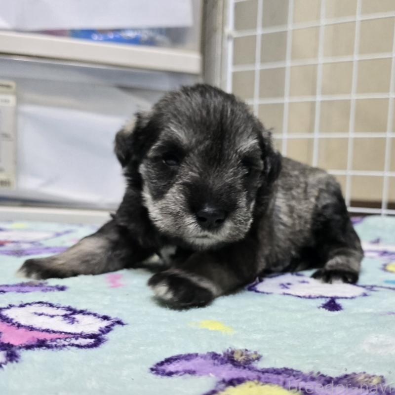 販売中の岡山県のミニチュアシュナウザー-436742の10枚目