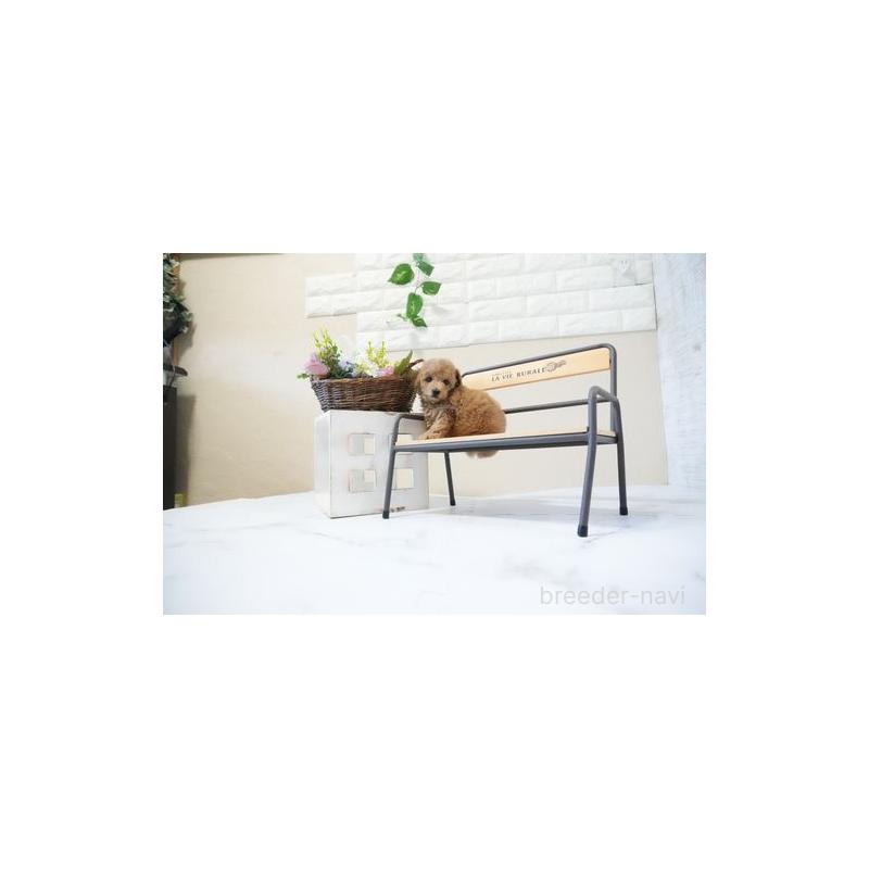 販売中の滋賀県のタイニープードル-437758の5枚目