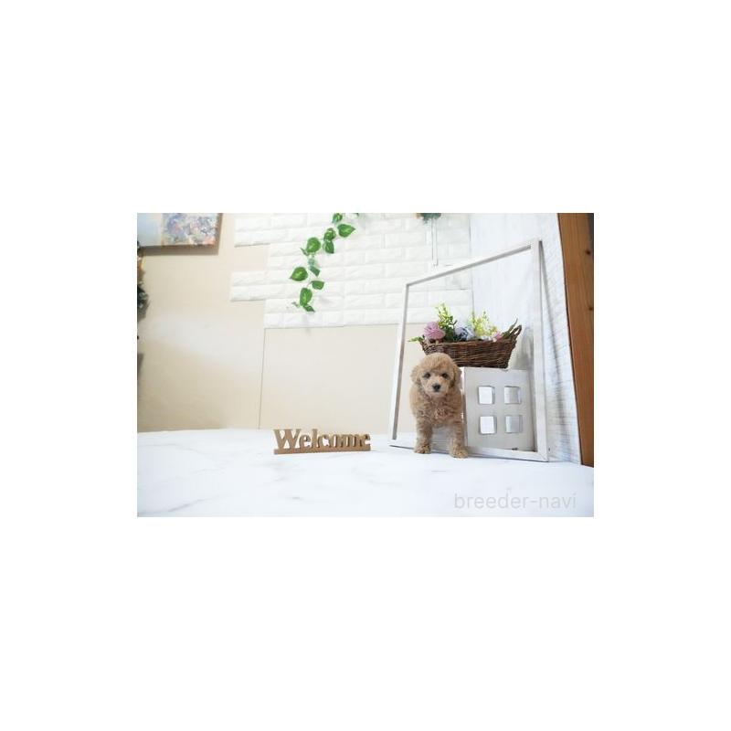 販売中の滋賀県のタイニープードル-437758の4枚目