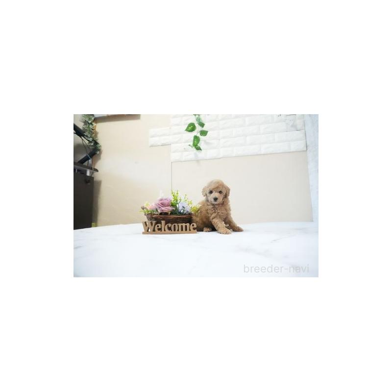 販売中の滋賀県のタイニープードル-437758の2枚目