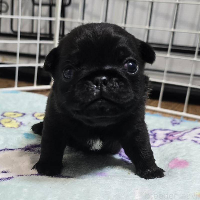 販売中の岡山県のパグ-436738