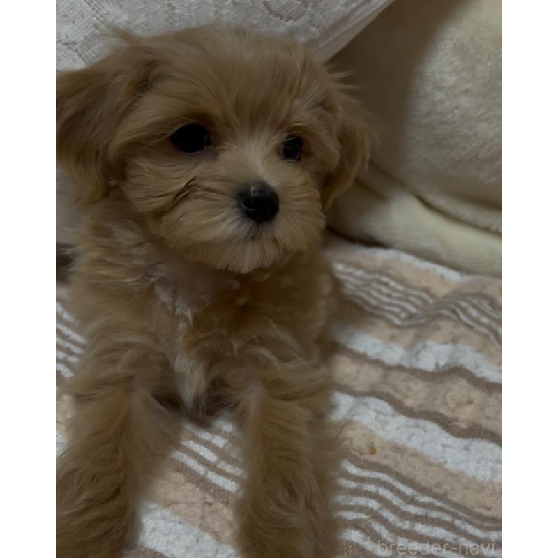 販売中の熊本県のミックス犬-425308の5枚目