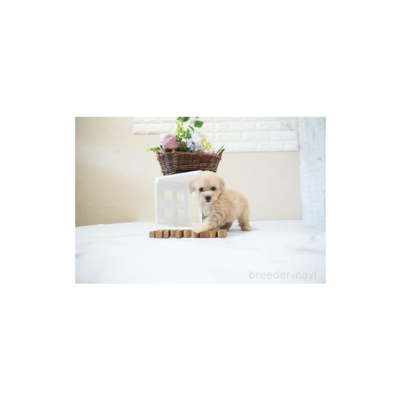 成約済の滋賀県のタイニープードル-437759の4枚目