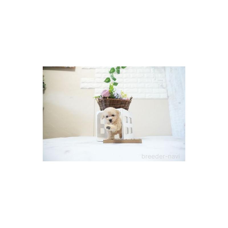 成約済の滋賀県のタイニープードル-437759の3枚目