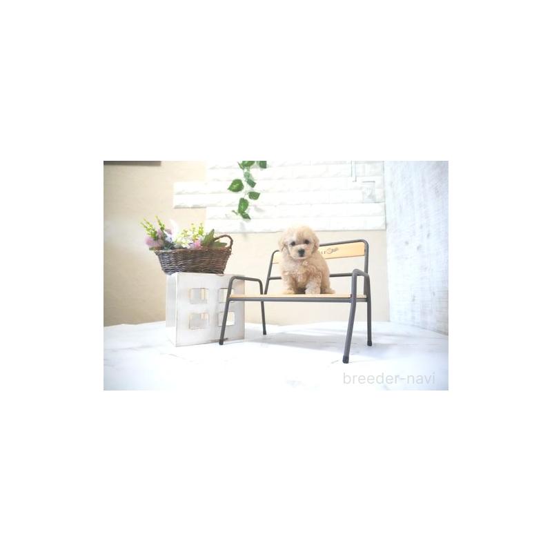 成約済の滋賀県のタイニープードル-437759の2枚目