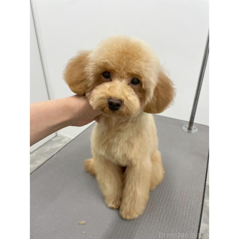 販売中の京都府のトイプードル-417540の2枚目