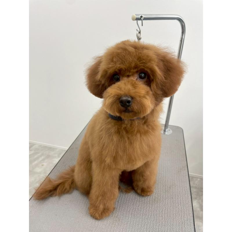 成約済の京都府のトイプードル-417538の2枚目