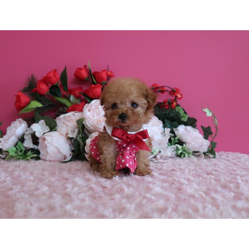 販売中の鹿児島県のティーカッププードル-437760